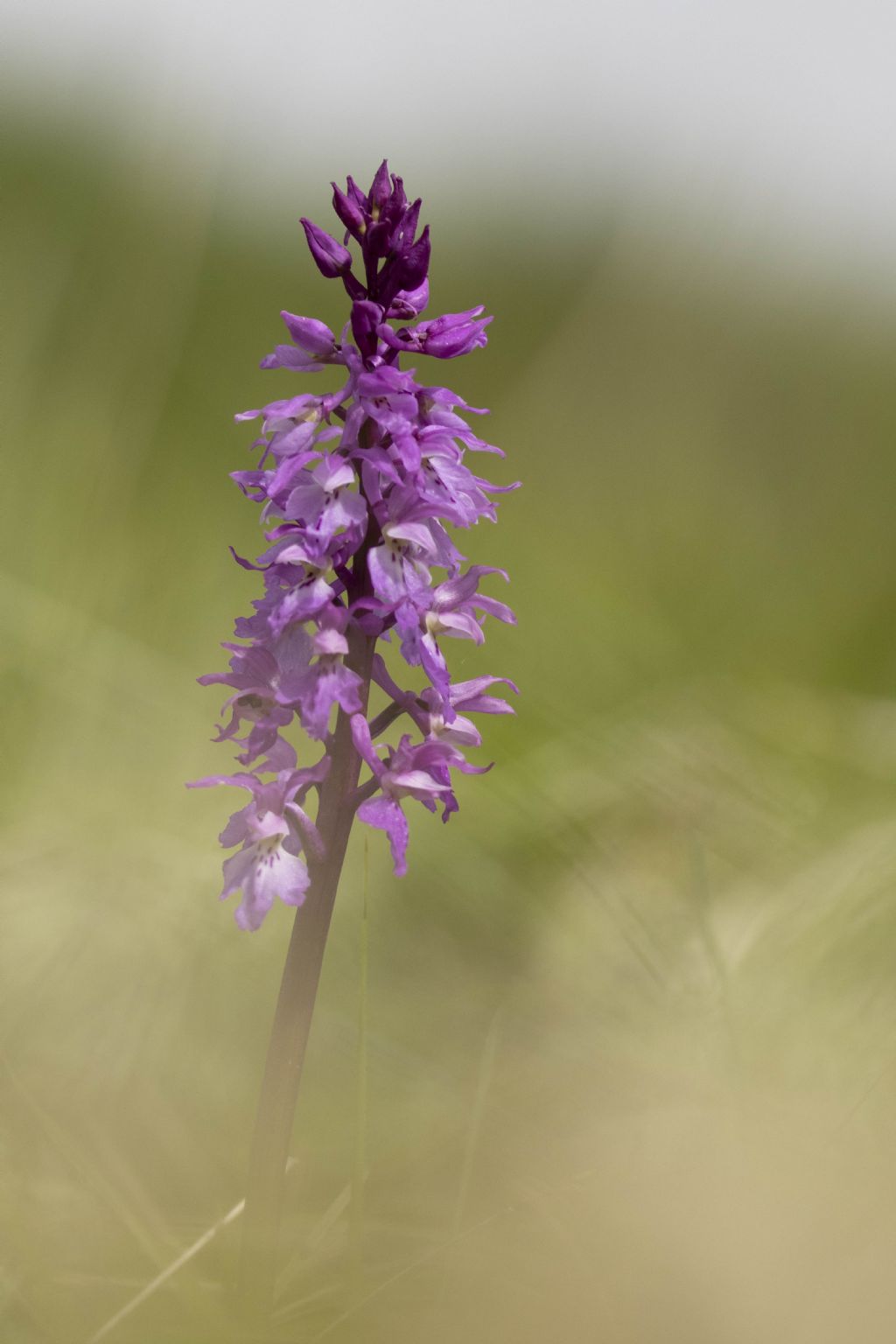 Id orchidea